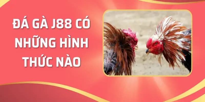 Khám phá trò chơi nổi tiếng tại đá gà J88