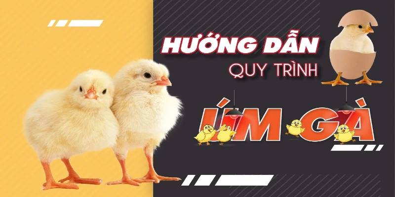 Cách để người dùng sử dụng thuốc úm gà hiệu quả nhất